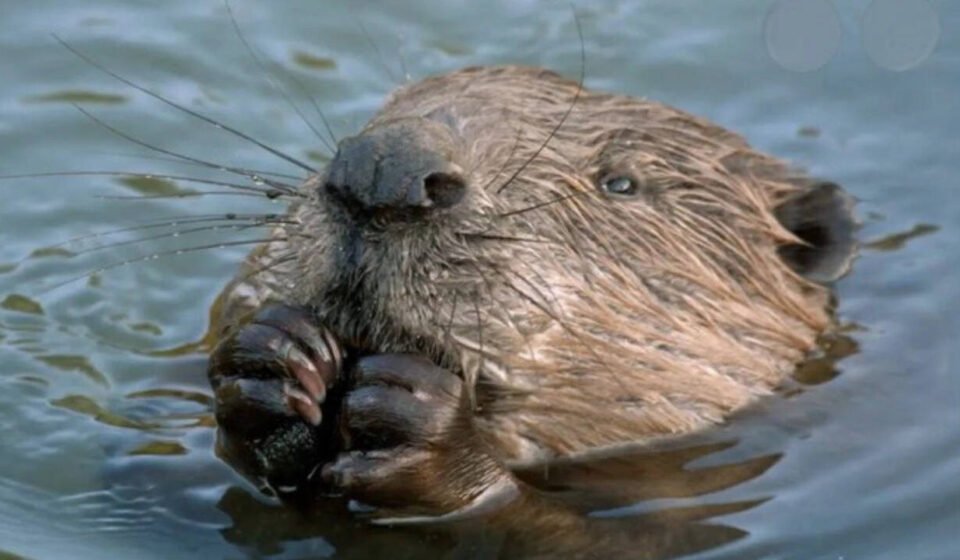 Streets in London's West End flood every year due to heavy rain: local council planned to spend millions to fix the problem, but Beavers solved it for free