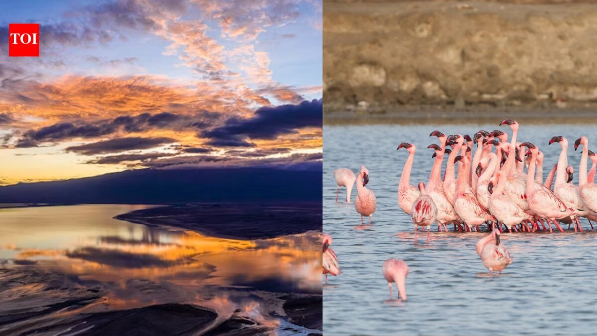 Tanzania's Lake Natron is one of the deadliest lakes in the world but a haven for flamingos | World News