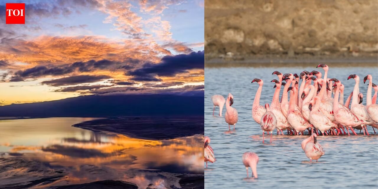 Tanzania's Lake Natron is one of the deadliest lakes in the world but a haven for flamingos | World News
