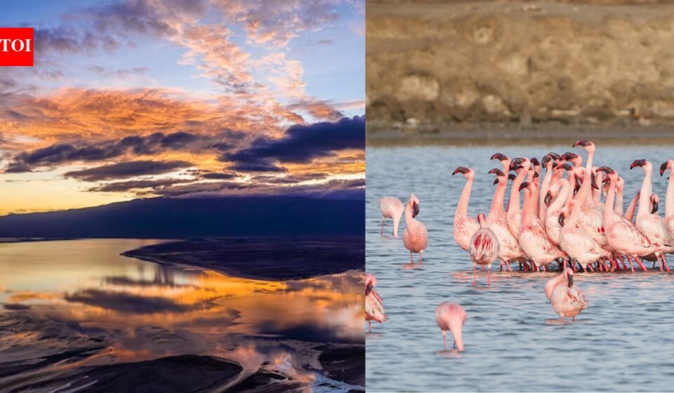 Tanzania's Lake Natron is one of the deadliest lakes in the world but a haven for flamingos | World News