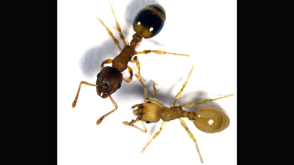 Tapeworms infect worker ants, causing their bodies to become more like the queen's, thereby extending their lifespan several times