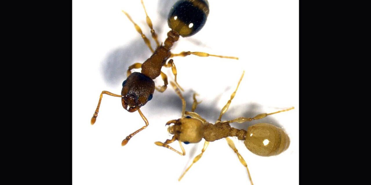 Tapeworms infect worker ants, causing their bodies to become more like the queen's, thereby extending their lifespan several times