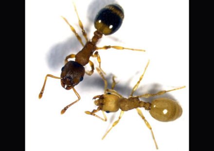Tapeworms infect worker ants, causing their bodies to become more like the queen's, thereby extending their lifespan several times
