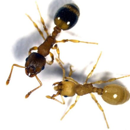 Tapeworms infect worker ants, causing their bodies to become more like the queen's, thereby extending their lifespan several times