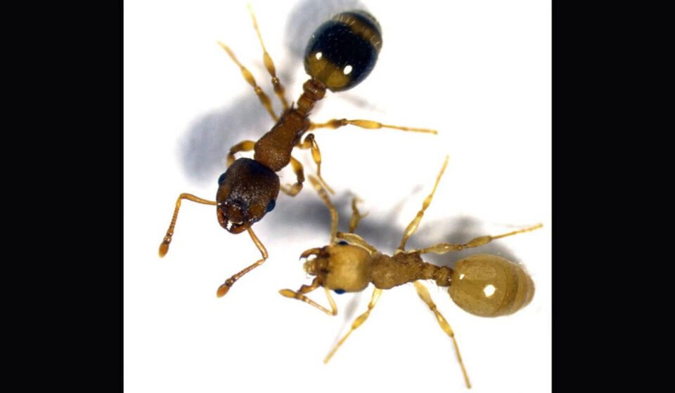 Tapeworms infect worker ants, causing their bodies to become more like the queen's, thereby extending their lifespan several times