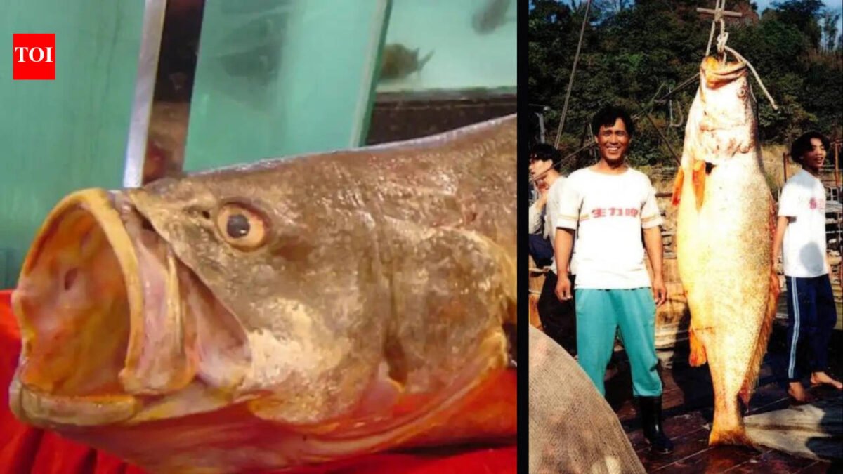 The Chinese Bahaba, a critically endangered fish nicknamed the "Panda of the Sea," was missing in Hong Kong for more than a decade until its DNA revealed its identity.