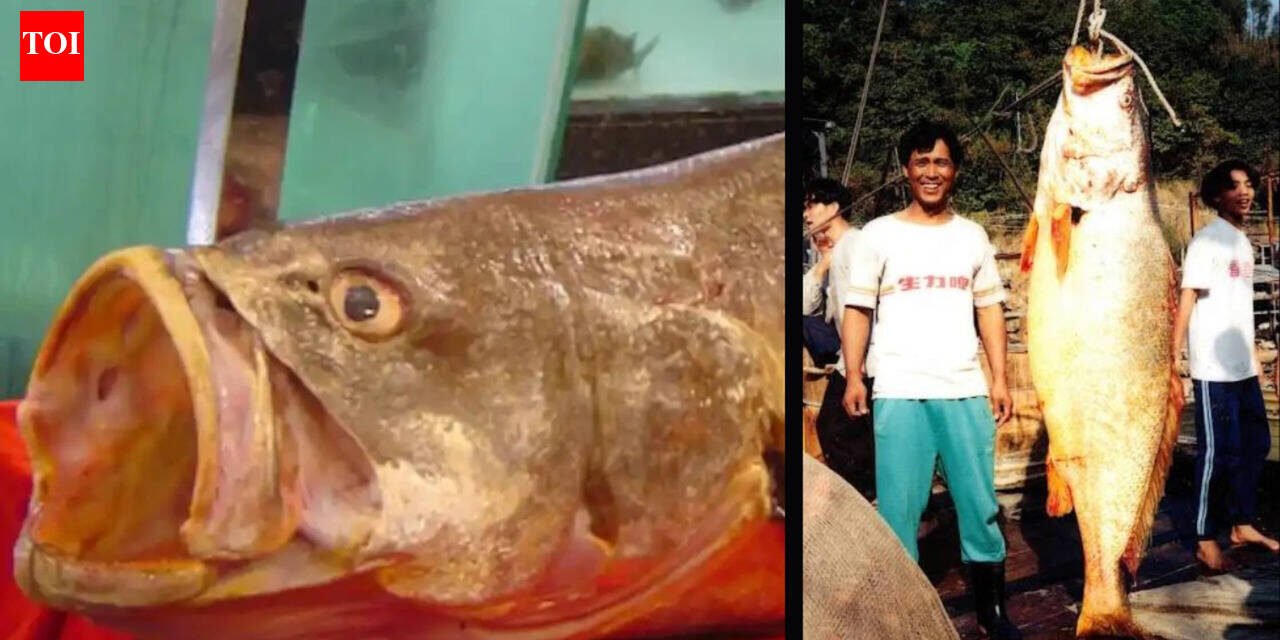 The Chinese Bahaba, a critically endangered fish nicknamed the "Panda of the Sea," was missing in Hong Kong for more than a decade until its DNA revealed its identity.