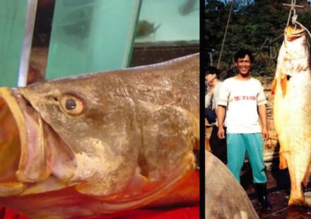 The Chinese Bahaba, a critically endangered fish nicknamed the "Panda of the Sea," was missing in Hong Kong for more than a decade until its DNA revealed its identity.