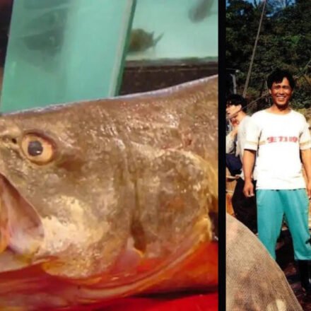 The Chinese Bahaba, a critically endangered fish nicknamed the "Panda of the Sea," was missing in Hong Kong for more than a decade until its DNA revealed its identity.