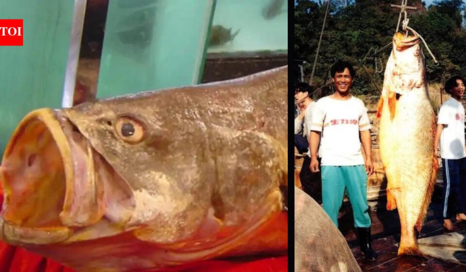 The Chinese Bahaba, a critically endangered fish nicknamed the "Panda of the Sea," was missing in Hong Kong for more than a decade until its DNA revealed its identity.