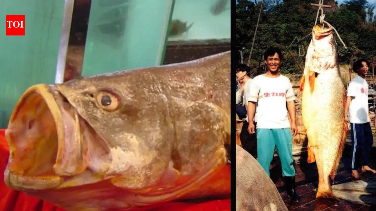 The Chinese Bahaba, a critically endangered fish nicknamed the "Panda of the Sea," was missing in Hong Kong for more than a decade until its DNA revealed its identity.
