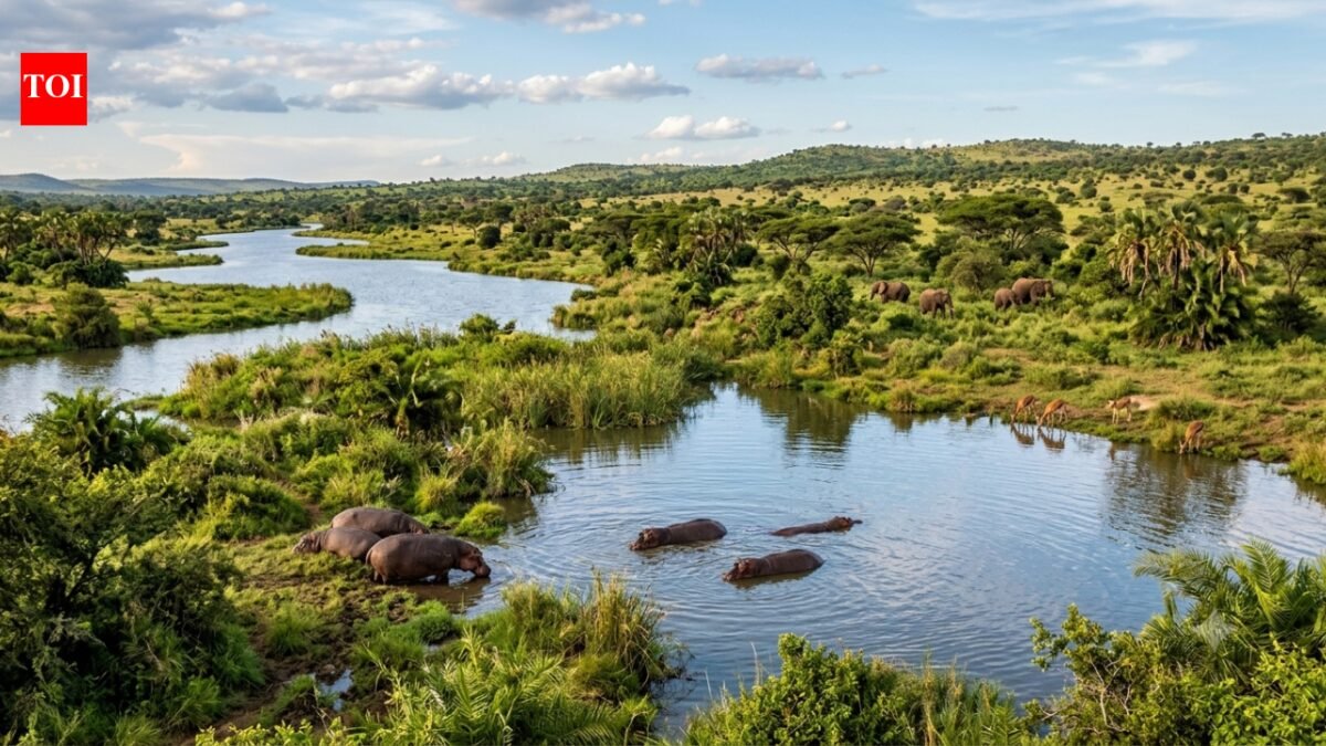 The Sahara Desert was once filled with rivers, huge lakes, and hippos. Scientists explain why it turns green every 20,000 years | World News