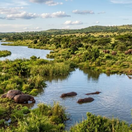The Sahara Desert was once filled with rivers, huge lakes, and hippos. Scientists explain why it turns green every 20,000 years | World News