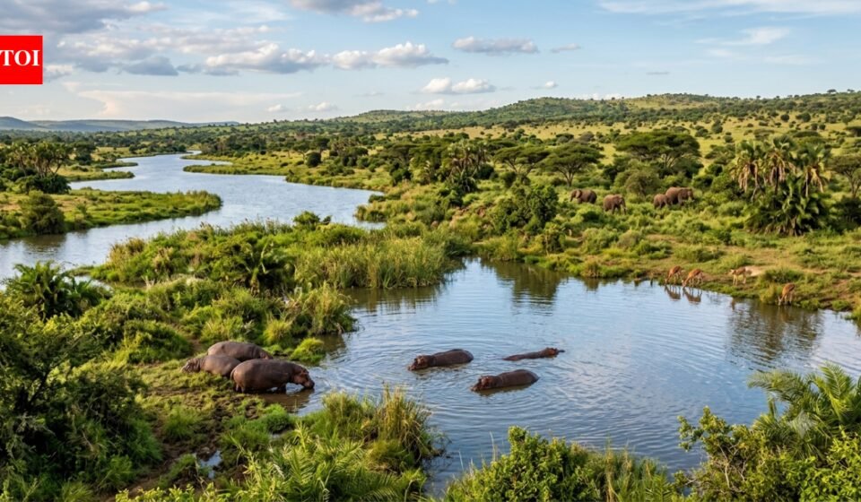 The Sahara Desert was once filled with rivers, huge lakes, and hippos. Scientists explain why it turns green every 20,000 years | World News
