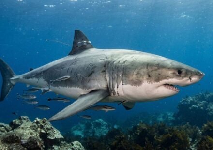 The largest male great white shark ever seen in the Atlantic resurfaces after traveling 7,000 miles; scientists say his journey is far from over World News