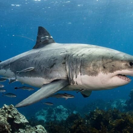 The largest male great white shark ever seen in the Atlantic resurfaces after traveling 7,000 miles; scientists say his journey is far from over World News