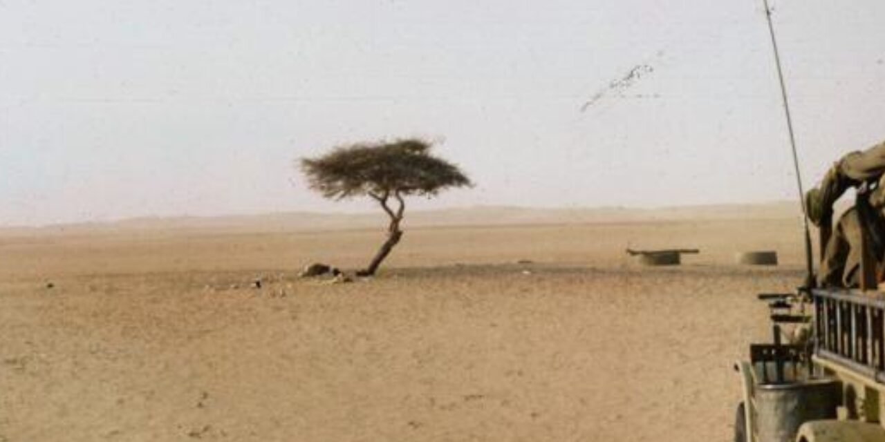 The world's loneliest tree has no other tree for 400 kilometers across the Sahara Desert and has roots more than 30 meters deep to reach hidden groundwater, then was knocked down by a drunk truck driver and survived for 300 years | World News