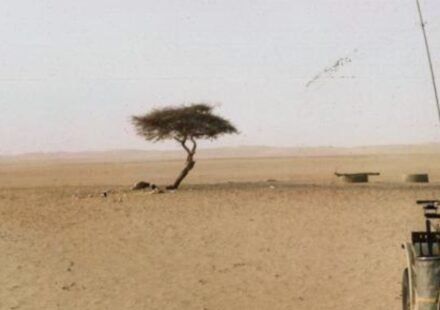 The world's loneliest tree has no other tree for 400 kilometers across the Sahara Desert and has roots more than 30 meters deep to reach hidden groundwater, then was knocked down by a drunk truck driver and survived for 300 years | World News