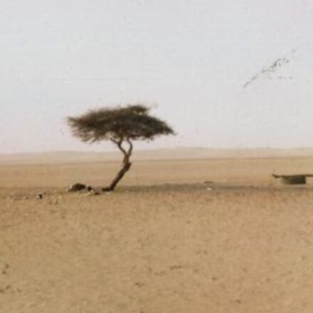 The world's loneliest tree has no other tree for 400 kilometers across the Sahara Desert and has roots more than 30 meters deep to reach hidden groundwater, then was knocked down by a drunk truck driver and survived for 300 years | World News