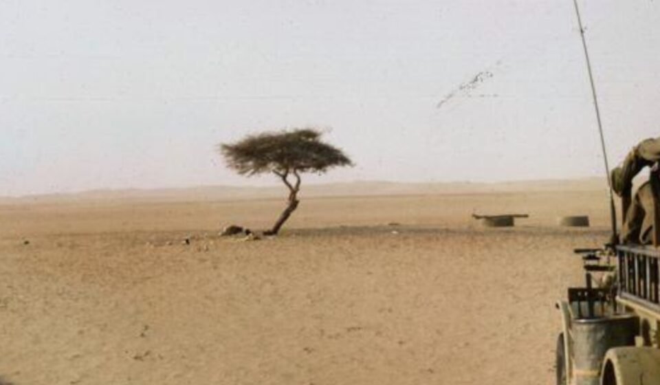 The world's loneliest tree has no other tree for 400 kilometers across the Sahara Desert and has roots more than 30 meters deep to reach hidden groundwater, then was knocked down by a drunk truck driver and survived for 300 years | World News