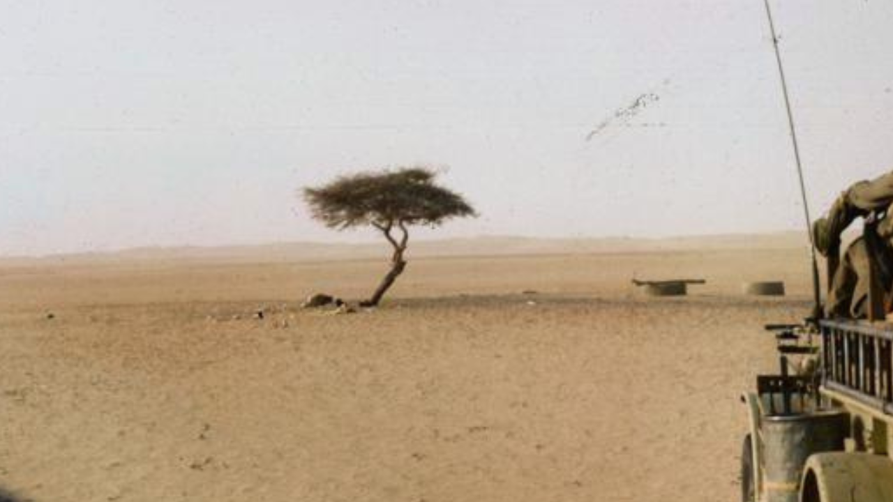 The world's loneliest tree has no other tree for 400 kilometers across the Sahara Desert and has roots more than 30 meters deep to reach hidden groundwater, then was knocked down by a drunk truck driver and survived for 300 years | World News
