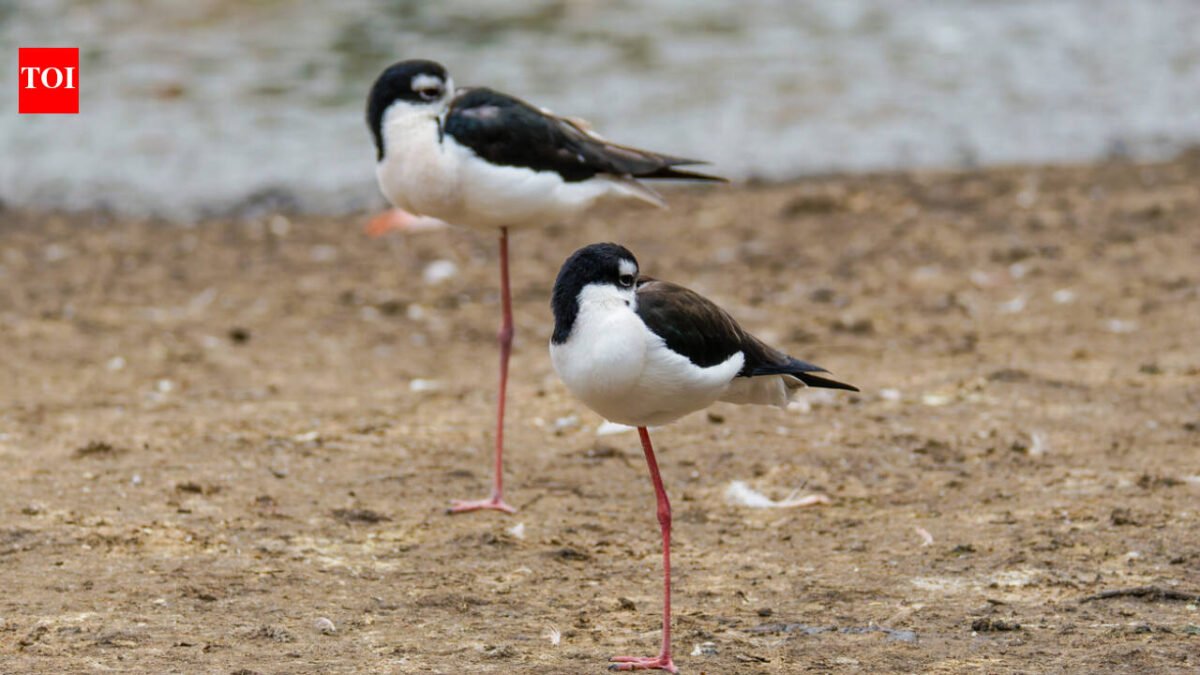 There are only 200 of these birds left in Hawaii. After 50 years of wetland restoration, more than 1,500 wetland animals have returned