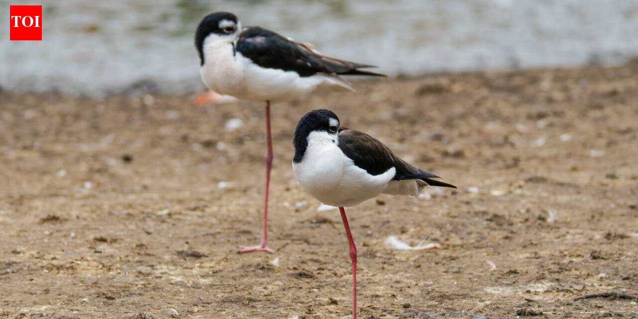 There are only 200 of these birds left in Hawaii. After 50 years of wetland restoration, more than 1,500 wetland animals have returned