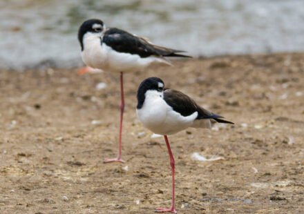 There are only 200 of these birds left in Hawaii. After 50 years of wetland restoration, more than 1,500 wetland animals have returned