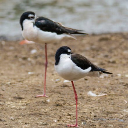 There are only 200 of these birds left in Hawaii. After 50 years of wetland restoration, more than 1,500 wetland animals have returned