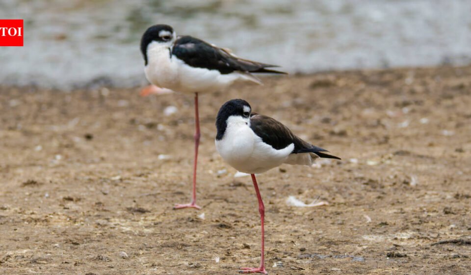 There are only 200 of these birds left in Hawaii. After 50 years of wetland restoration, more than 1,500 wetland animals have returned