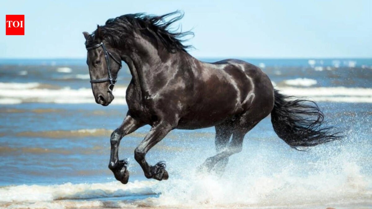 Today's Spanish proverb: "Don't look at the teeth of a gifted horse" - value the gesture rather than the material quality received
