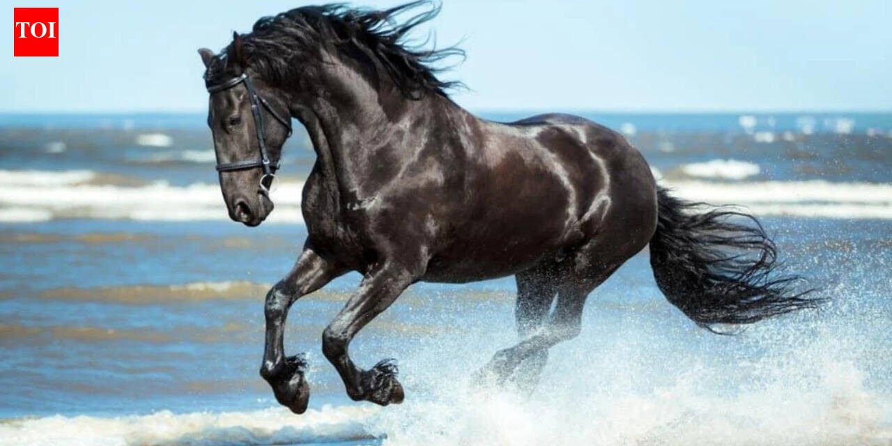 Today's Spanish proverb: "Don't look at the teeth of a gifted horse" - value the gesture rather than the material quality received