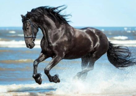 Today's Spanish proverb: "Don't look at the teeth of a gifted horse" - value the gesture rather than the material quality received