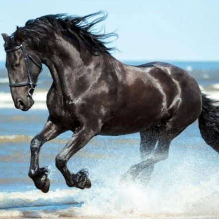 Today's Spanish proverb: "Don't look at the teeth of a gifted horse" - value the gesture rather than the material quality received