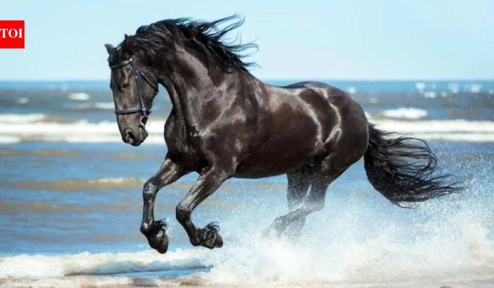 Today's Spanish proverb: "Don't look at the teeth of a gifted horse" - value the gesture rather than the material quality received