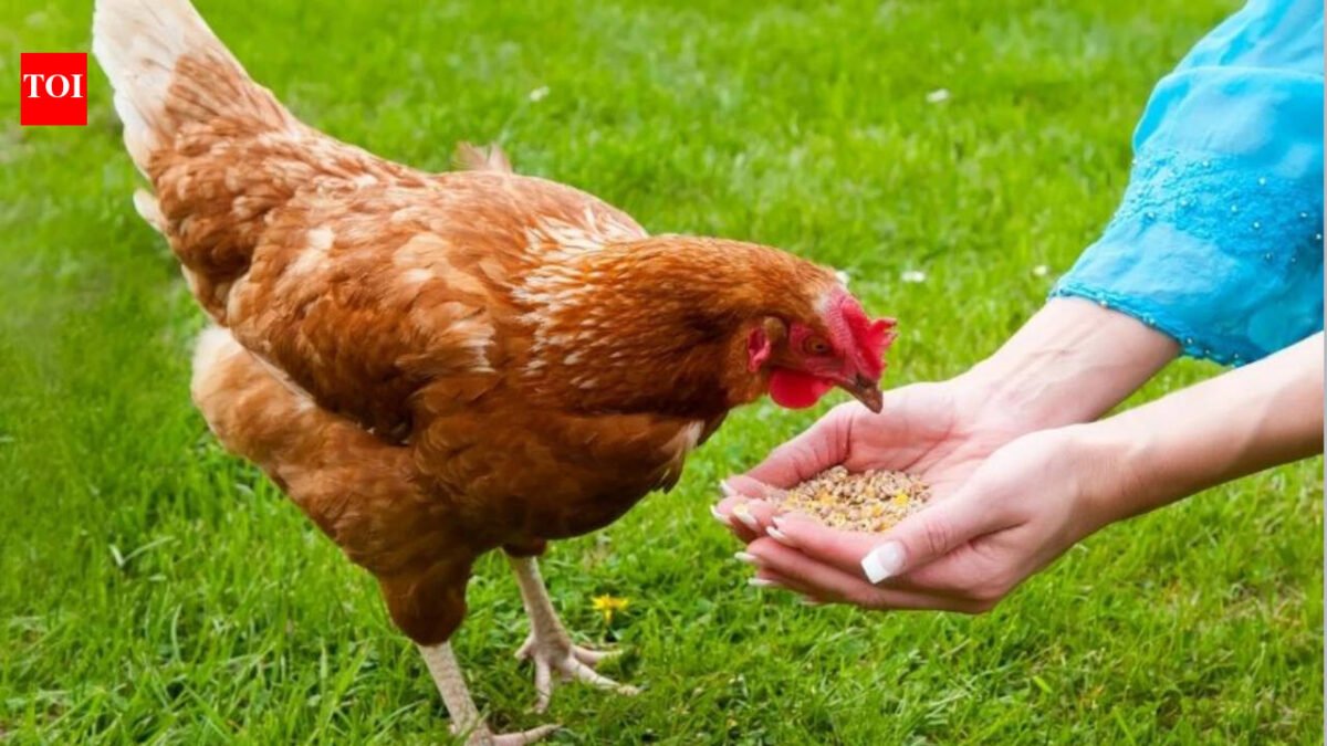 Today's Swedish proverb: "Even the blind hen sometimes finds the grain" - a simple image that holds a profound lesson about opportunity, perseverance and humanity