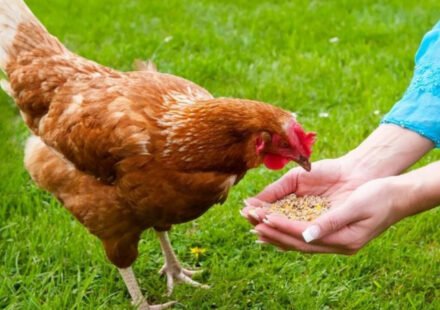 Today's Swedish proverb: "Even the blind hen sometimes finds the grain" - a simple image that holds a profound lesson about opportunity, perseverance and humanity