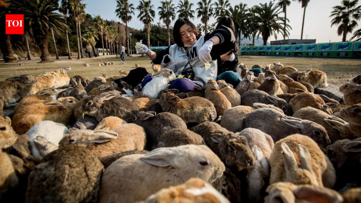 Tourist feeding helped Japan's famous Rabbit Island push past natural limits; now stripped of vegetation, wild boars are attacking rabbits