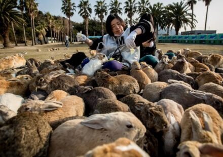 Tourist feeding helped Japan's famous Rabbit Island push past natural limits; now stripped of vegetation, wild boars are attacking rabbits