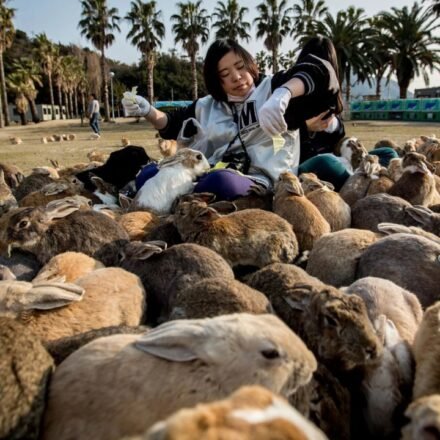 Tourist feeding helped Japan's famous Rabbit Island push past natural limits; now stripped of vegetation, wild boars are attacking rabbits