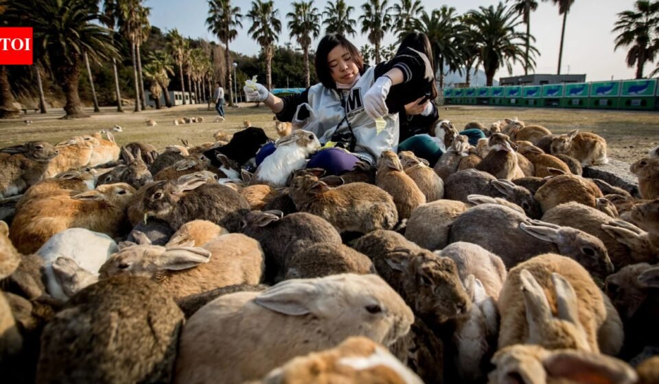 Tourist feeding helped Japan's famous Rabbit Island push past natural limits; now stripped of vegetation, wild boars are attacking rabbits