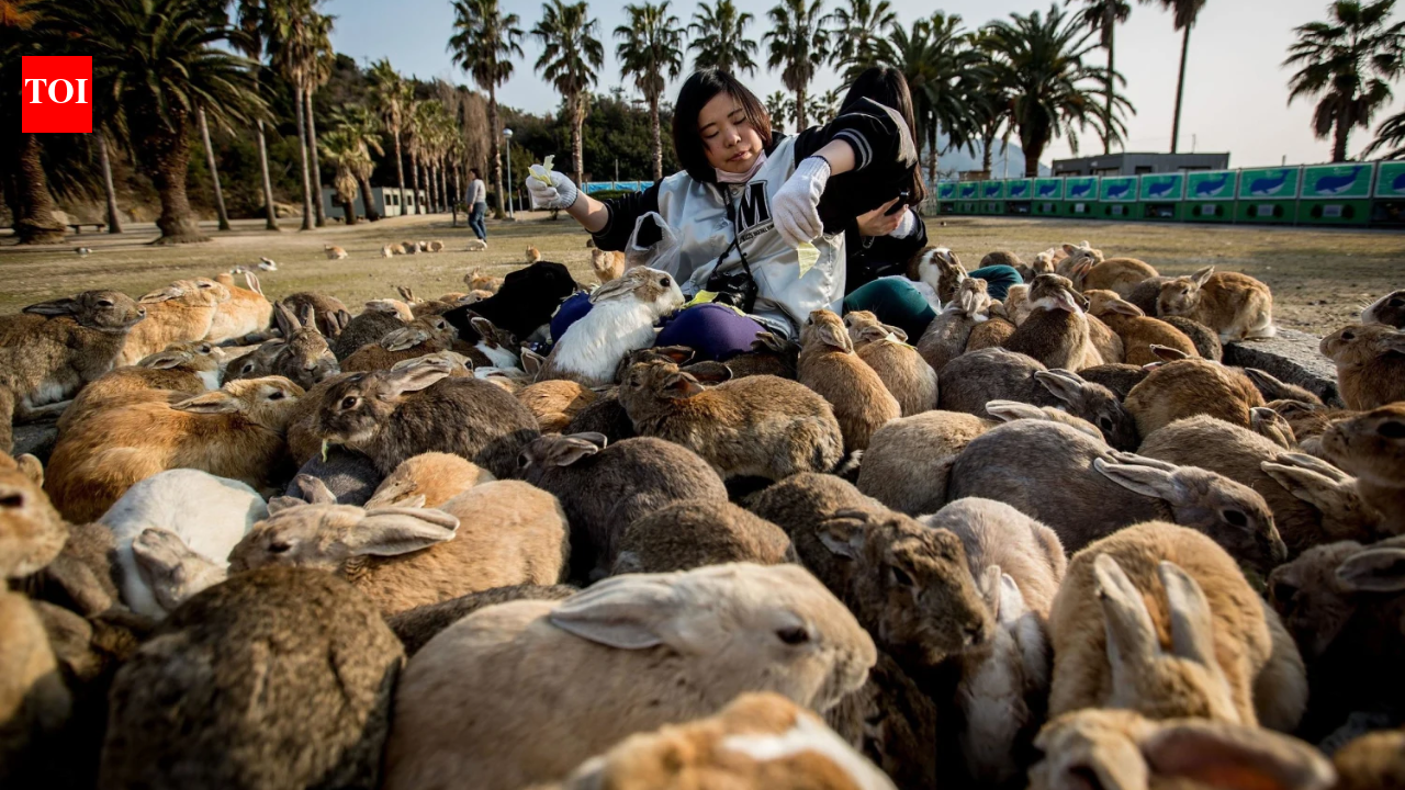 Tourist feeding helped Japan's famous Rabbit Island push past natural limits; now stripped of vegetation, wild boars are attacking rabbits
