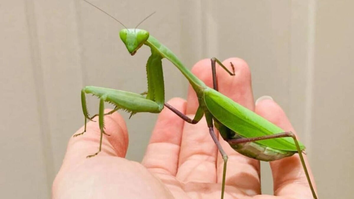 Two species of giant Asian mantises are spreading across Europe, helped by climate change and urbanization, and scientists warn they are threatening pollinators, frogs and lizards