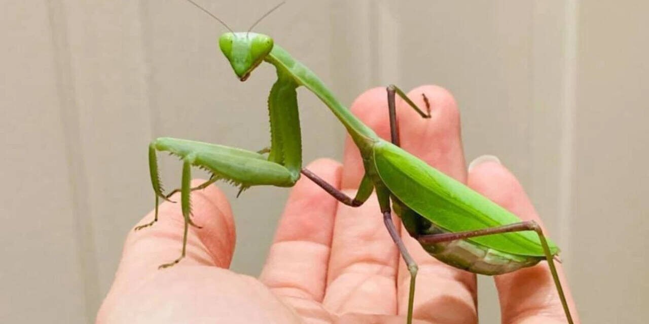 Two species of giant Asian mantises are spreading across Europe, helped by climate change and urbanization, and scientists warn they are threatening pollinators, frogs and lizards