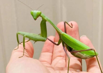Two species of giant Asian mantises are spreading across Europe, helped by climate change and urbanization, and scientists warn they are threatening pollinators, frogs and lizards