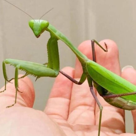 Two species of giant Asian mantises are spreading across Europe, helped by climate change and urbanization, and scientists warn they are threatening pollinators, frogs and lizards