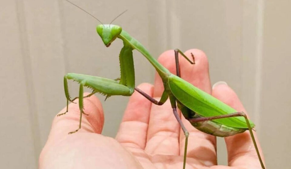 Two species of giant Asian mantises are spreading across Europe, helped by climate change and urbanization, and scientists warn they are threatening pollinators, frogs and lizards