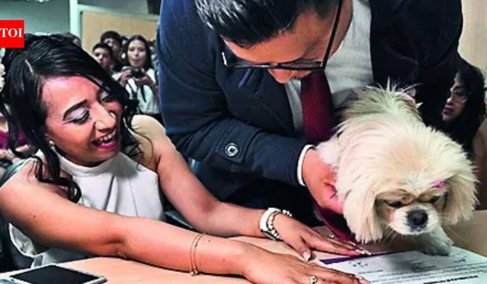 Until Death Makes Us Bark: 'Paws' Begins, Pets Act as Witnesses at Ecuadorian Wedding