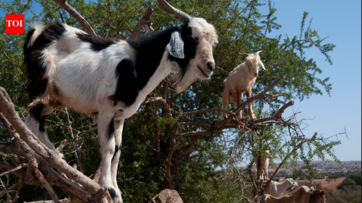 Why Moroccan goats climb trees: The surprising science behind their forest-saving habits |