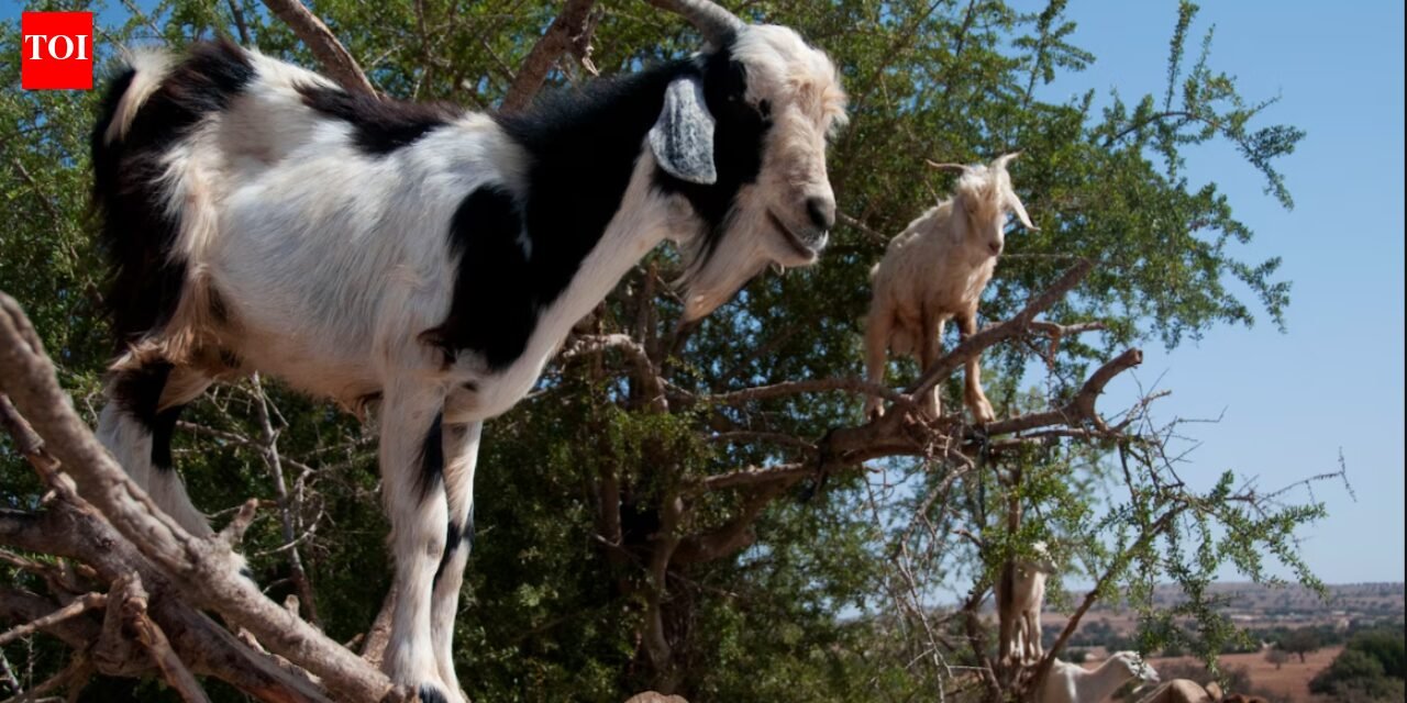 Why Moroccan goats climb trees: The surprising science behind their forest-saving habits |
